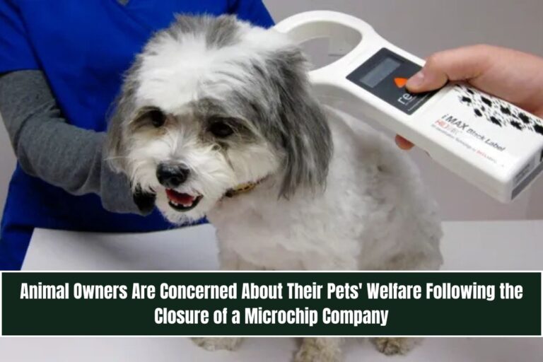 Animal Owners Are Concerned About Their Pets' Welfare Following the Closure of a Microchip Company