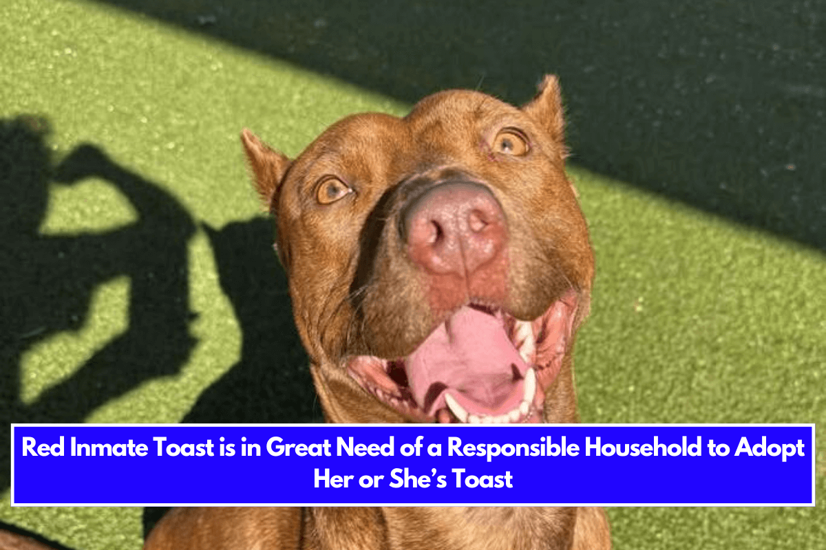 Red Inmate Toast is in Great Need of a Responsible Household to Adopt Her or She’s Toast