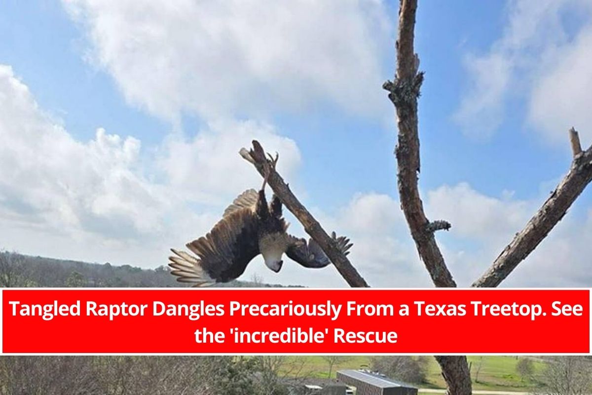 Tangled Raptor Dangles Precariously From a Texas Treetop. See the 'incredible' Rescue