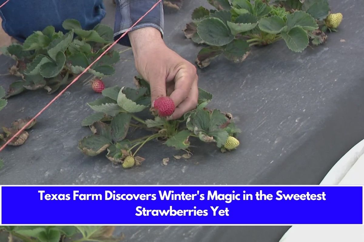 Texas Farm Discovers Winter's Magic in the Sweetest Strawberries Yet